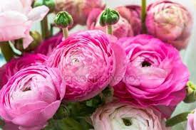 Bouquet De Rosa Ranunculo Ranunculo Flores Flowers Perennials Part Shade Perennials Shade Perennials