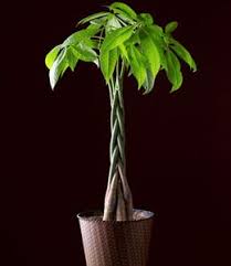Pachira aquatica care is easy. Braided Money Plants Look Splendid And Greatly Compliments Almost All Home Decor You Can Learn How To Braid Money Trees Money Tree Plant Money Tree Plant Care