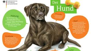 Tierfibel Poster Hund Schulhund Hunde Haustier Adoption