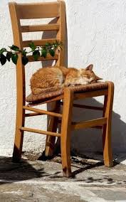Kedi Sevenler Cat Lovers Community Google Kedi Hayvanlar