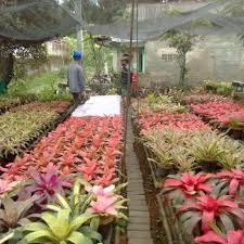 Tanaman jenis ini adalah tanaman yang biasa dijadikan sebagai bahan dekorasi atau bahan hiasan di sekitar rumah. Supplier Tanaman Hias Harga Tanaman Hias Garden Style Garden Style