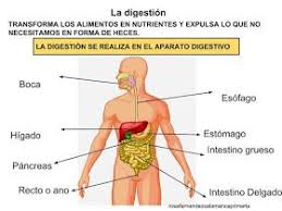 Maestra De Primaria Funciones Vitales De Los Seres Humanos Nutricion Relacion Y Reproduccion Ccnn Memes Baby Shower
