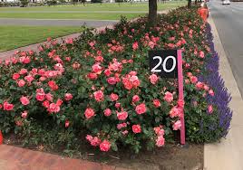 Complaining about balmy winter days and an early display of color might seem churlish, but the early run of warm weather is not without its downside. What To Do This Week