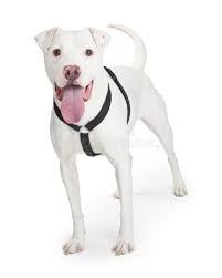 This dog breed generally lives 9 to 15 years. Dogo Argentino Dog Wearing Black Harness Stockbild Bild Von Glucklich Reinrassig 49274971