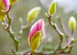 In botany, a bud is an undeveloped or embryonic shoot and normally occurs in the axil of a leaf or at the tip of a stem.once formed, a bud may remain for some time in a dormant condition, or it may form a shoot immediately. Bursting Buds