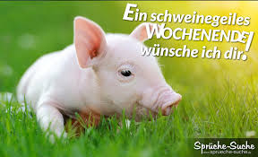 Schwein Spruche Suche
