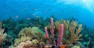 Curacao Padi Duikscholen Duikcursus Prijzen En Kosten Duiken