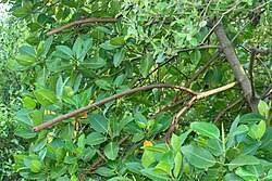 Image result for Rhizophora mucronata