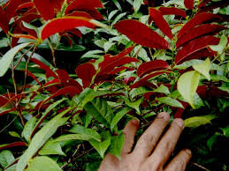 Image result for Excoecaria