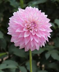 Pin On Dahlia Fever