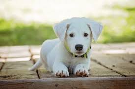 When it comes to the color there is a big difference too. Golden Retriever Vs Labrador Retriever Vs German Shepherd Pros Cons