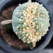 Image result for Loxodera caespitosa