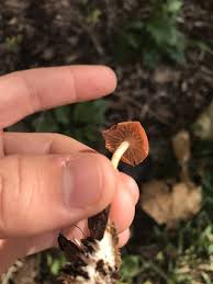 Check spelling or type a new query. Orlando Fl Shroom Id Mushroom Hunting And Identification Shroomery Message Board