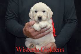 The same golden retriever, named buddy, portrayed comet. English Cream Golden Retriever Puppies For Sale In Ct Bmo Show