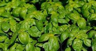 Do you love fresh basil and want to know how to grow basil from seed? Basil Growing Guide Tui How To Prepare Plant Nourish