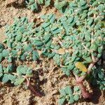 Image result for Euphorbia granulata