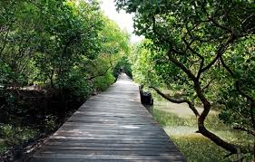 Keberadaan hutan lindung juga dapat dijadikan kawasan wisata. Taman Hutan Raya Di Indonesia Kriteria Tujuan Manfaat