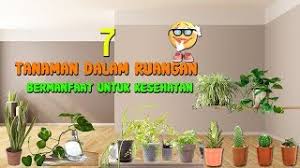 Tanaman sirih belanda atau dikenal juga dengan sebutan ivy merupakan tanaman dalam ruangan untuk kesehatan yang paling efektif menyerap formaldehida. 7 Tanaman Dalam Ruangan Yang Bermanfaat Buat Kesehatan Youtube