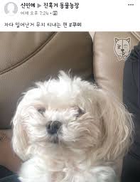 진.동.농) 자다가 일어난거 무지 티내는편 나인줄....ㅋㅋㅋㅋㅋㅋㅋㅋ * 제보는 진혹거 동물농장 비공개그룹으로 오세요~ 페이지상단에  있는 <가입하기> 클릭❤️ -해당 게시글은 불펌을 금지하고 있습니다!