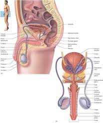 Characteristic of the vertebrate form, the human body has an internal skeleton with a backbone, and, as with the mammalian form, it has hair and mammary glands. Scrotum Unity Companies Rr School Of Nursing