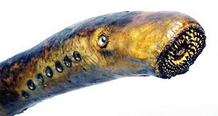 Image result for lamprey eel