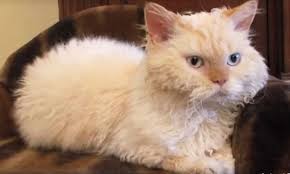 Resultado de imagem para gato selkirk rex