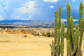 Often, it's pictured as a tall, green, prickly plant that manages to survive the desert heat without water. How Does A Cactus Survive In The Desert Without Water Cactuscare