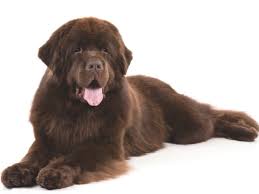 Black And Brown Large Dog Breeds The Newfoundland Dog Is A Large Working Dog They Can Be Either Black Brown Or White And Black Called Lan In 2020 Brown Newfoundland Dog Dog Breeds Newfoundland Dog