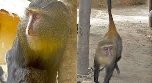 We did not find results for: Ilmuwan Temukan Monyet Spesies Baru Di Afrika Okezone Techno