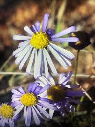 Image result for Sphaeranthus foliosus