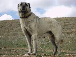 kangal kopegi sivas dogs labrador retriever hound