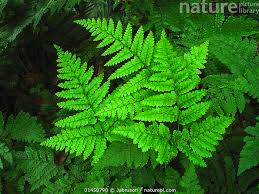 Image result for Triplophyllum