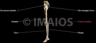 The skeletal system is a topic of the event anatomy for the 2020 competition, along with the integumentary system and the muscular system. Arterien Und Knochen Der Unteren Gliedmasse Interaktiver Atlas Der Menschlichen Anatomie