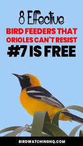 Feeder Bird Identifier By Picture The 8 Best Feeders For Orioles That Actually Work Bird Watching Hq Backyard Birds Feeders Oriole Bird Feeders Bird Feeding Station