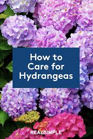 Check spelling or type a new query. How To Care For Hydrangeas To Get The Most Beautiful Blooms On The Block Hydrangea Care Growing Hydrangeas Planting Hydrangeas