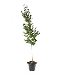 Little leaf linden grows 50 to 80 feet tall and 20 to 50 feet wide. Greenspire Littleleaf Linden Bower Branch