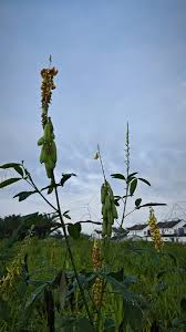 Image result for Crotalaria trichotoma