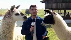 Repórter da Globo é surpreendido por lhama durante ao vivo