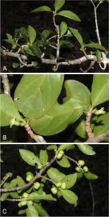 Image result for Rytigynia sp. M