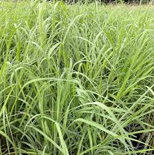 Image result for Andropogon