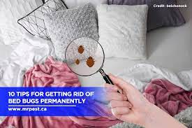 There may be other pollinators out there but these are ranked the world's most important, and understanding the type of bees that exist is the first step in understanding the best way to remove. Top Ten Tips For Getting Rid Of Bed Bugs Permanently Mr Pest Control