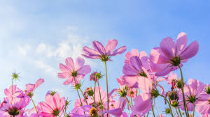 There is a blue to match any emotion you want to inspire. Wallpaper Pink Cosmos Flowers Summer Blue Sky 3840x2160 Uhd 4k Picture Image