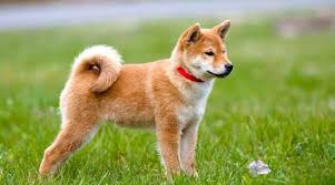 Maybe you would like to learn more about one of these? Shiba Inu Siberian Husky Mix The Adorable Husky Inu