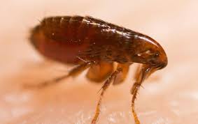Pest control tx is the ultimate solution for bugs. Tag Home Pest Control