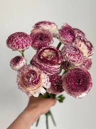 Image result for Ranunculus stagnalis