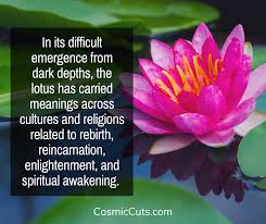 See more ideas about lotus flower quote, lotus flower, lotus. Understanding Divine Lotus Meaning Spiritual Symbolism Across Culture