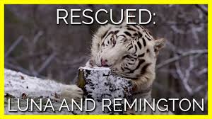 North texas cat rescue p.o.box 1504 mckinney, tx 75069 phone: Tigers From Dade City S Wild Things Now At Accredited Sanctuary Youtube
