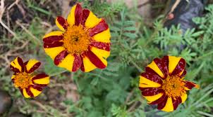 Check out our harlequin marigold selection for the very best in unique or custom, handmade pieces from our shops. Hardy Heirlooms Court Jester French Marigolds Red Dirt Road Blog Gippsland