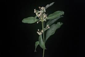 Image result for Lippia praecox