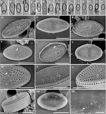 Image result for Entada bacillaris